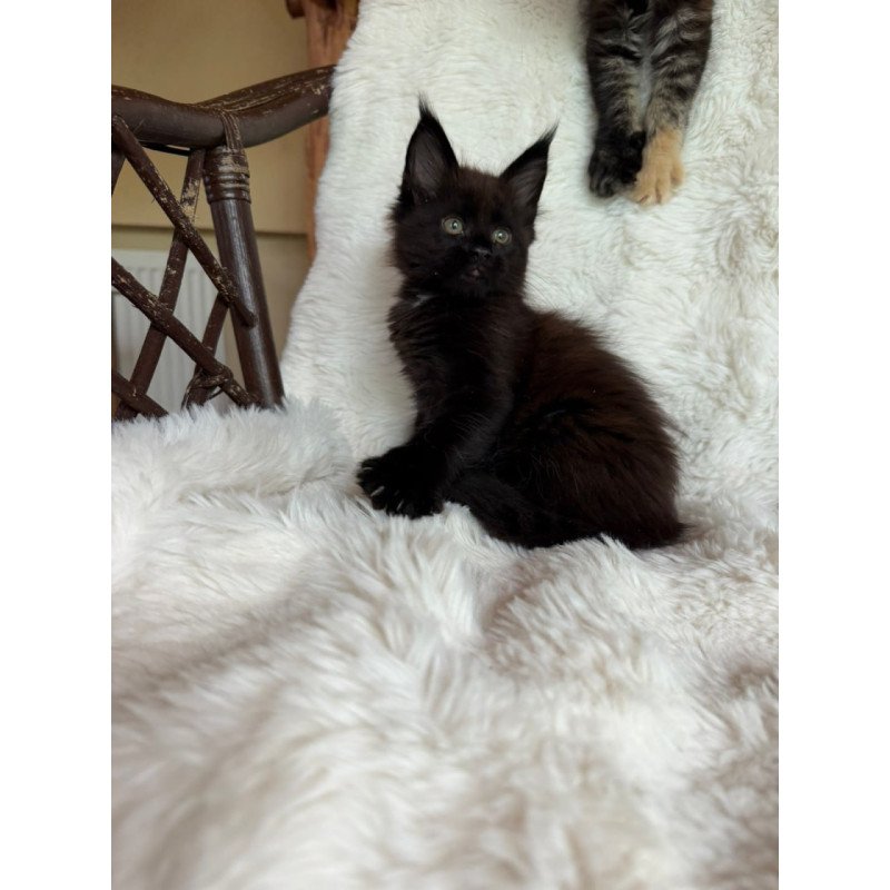 Maine Coon Ulz