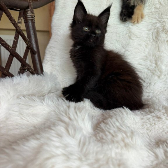 Maine Coon Ulz