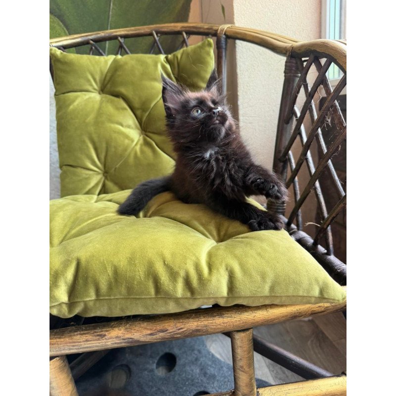 Maine Coon Ulz