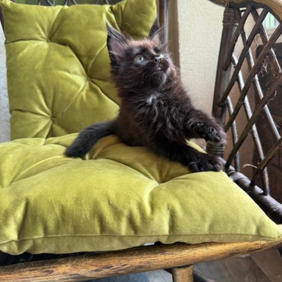 Maine Coon Ulz