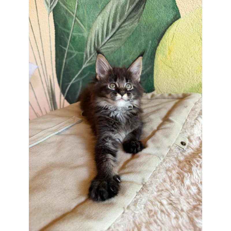 Maine Coon Una