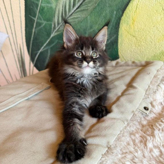 Maine Coon Una