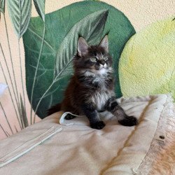 Maine Coon Una