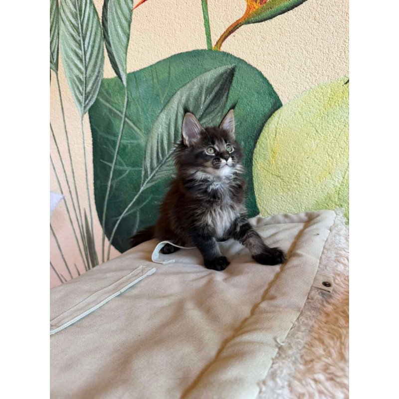 Maine Coon Una