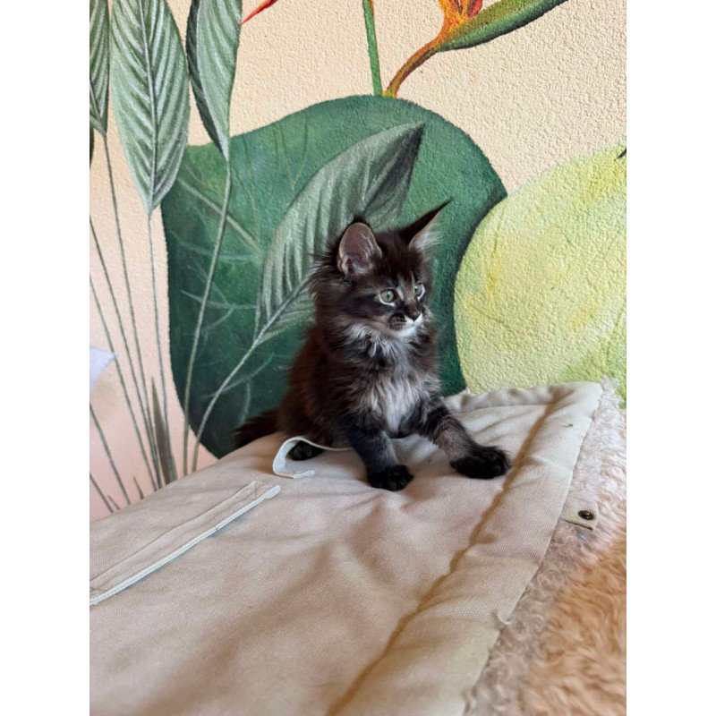 Maine Coon Una