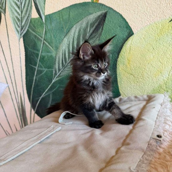 Maine Coon Una