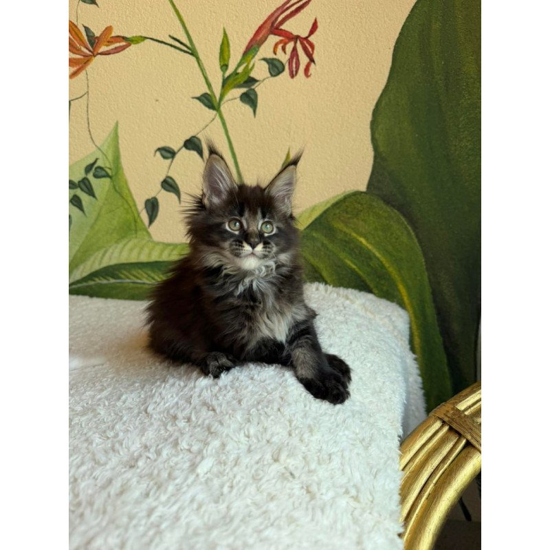 Maine Coon Una