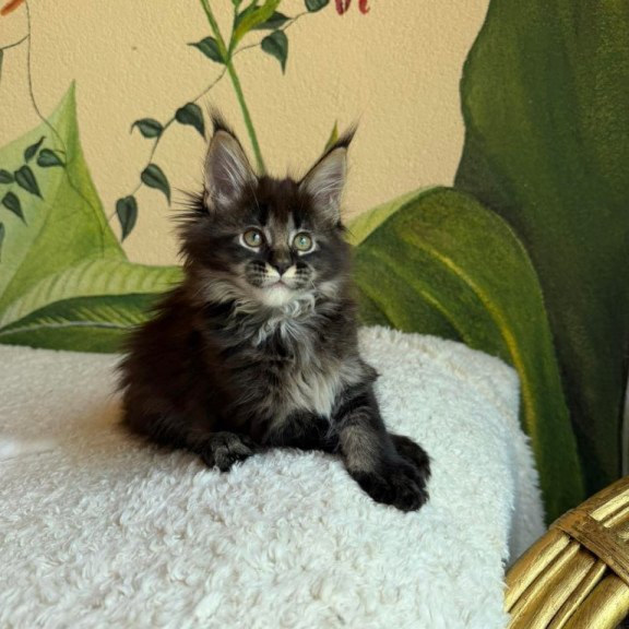 Maine Coon Una