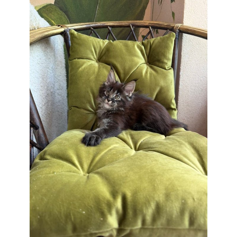 Maine Coon Una