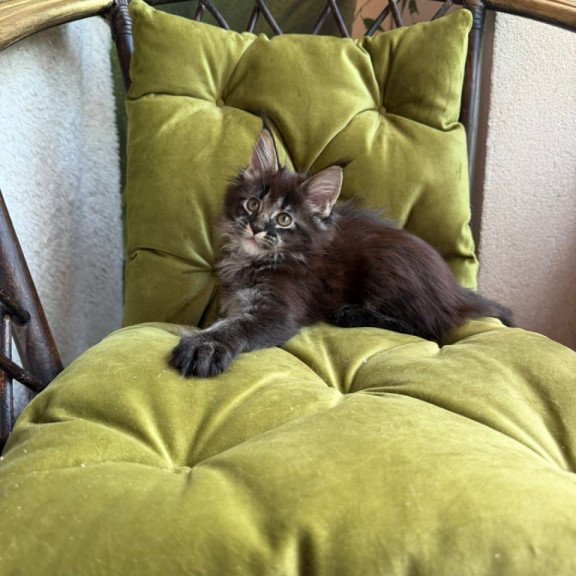Maine Coon Una