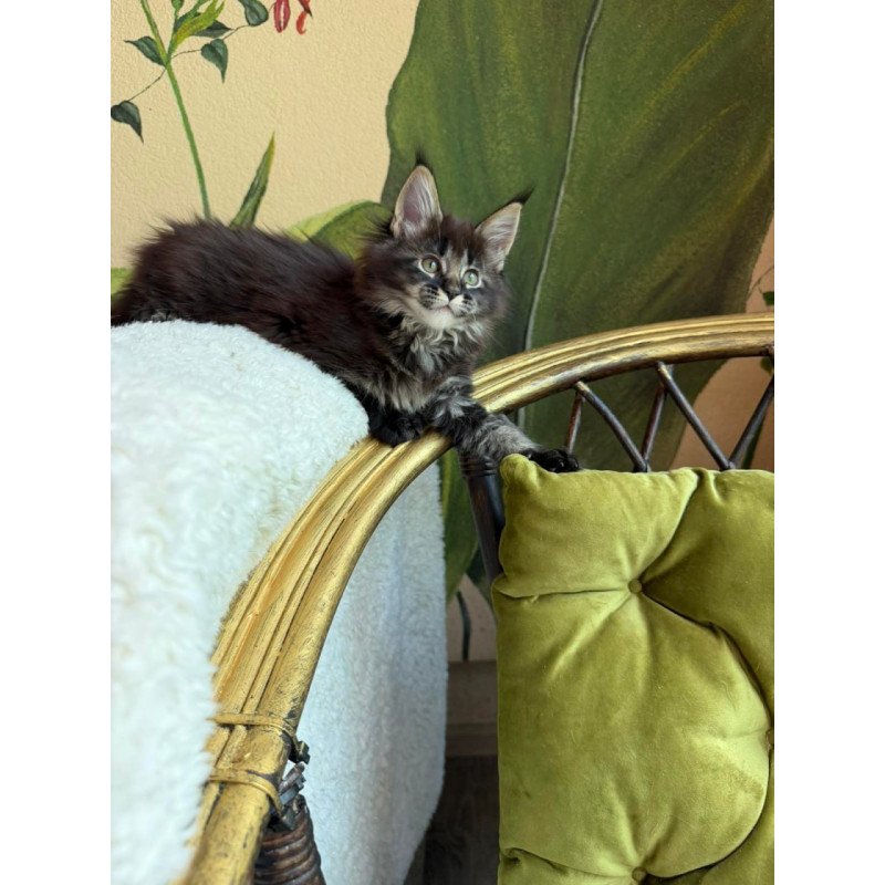 Maine Coon Una