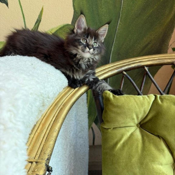 Maine Coon Una
