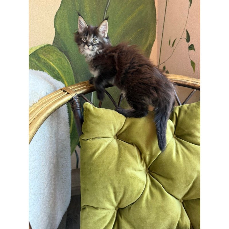 Maine Coon Una