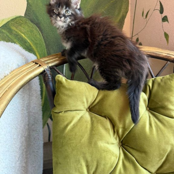 Maine Coon Una