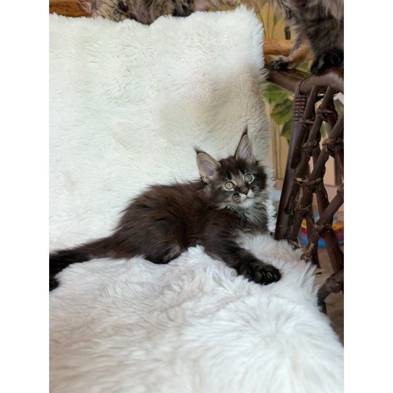 Maine Coon Una