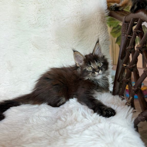 Maine Coon Una
