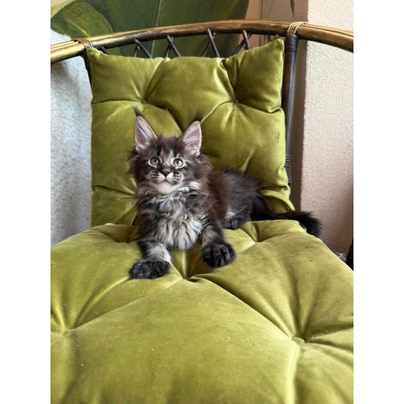 Maine Coon Una