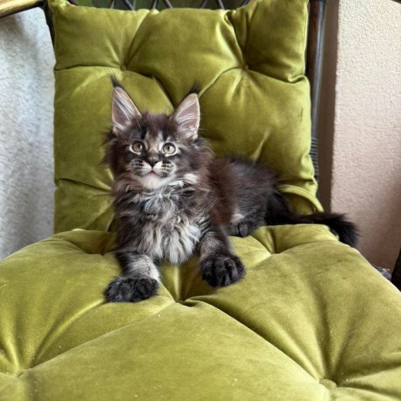 Maine Coon Una
