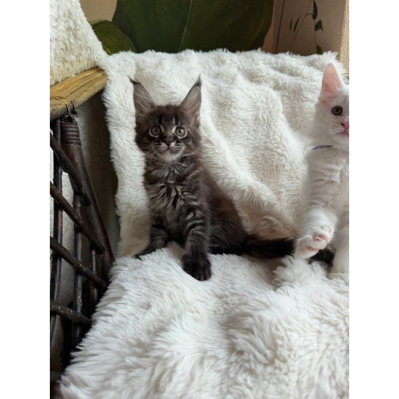 Maine Coon Ursula