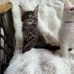 Maine Coon Ursula
