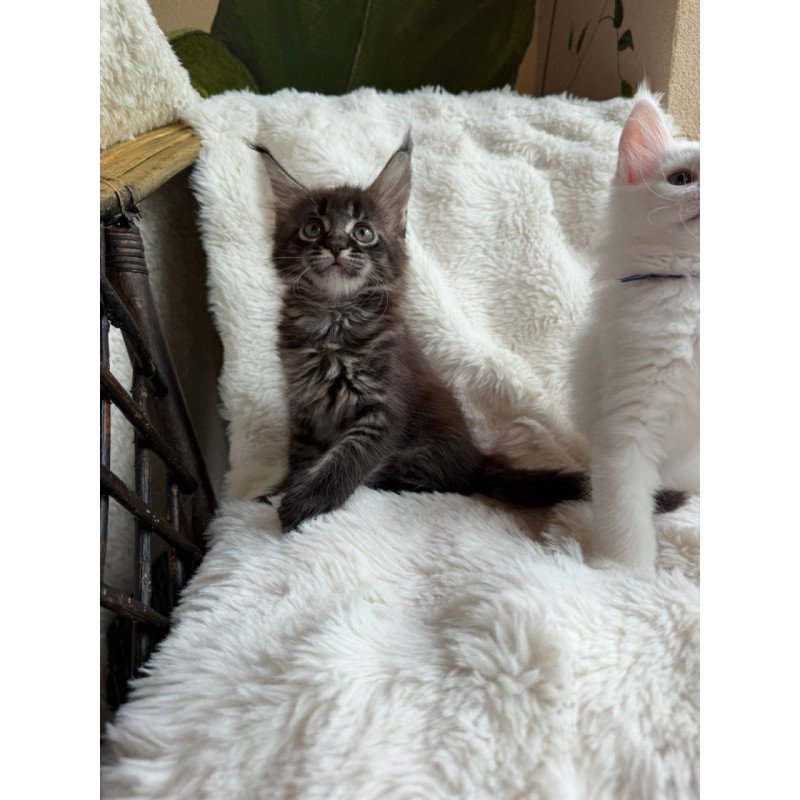 Maine Coon Ursula
