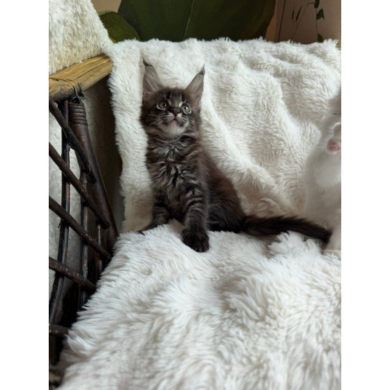 Maine Coon Ursula