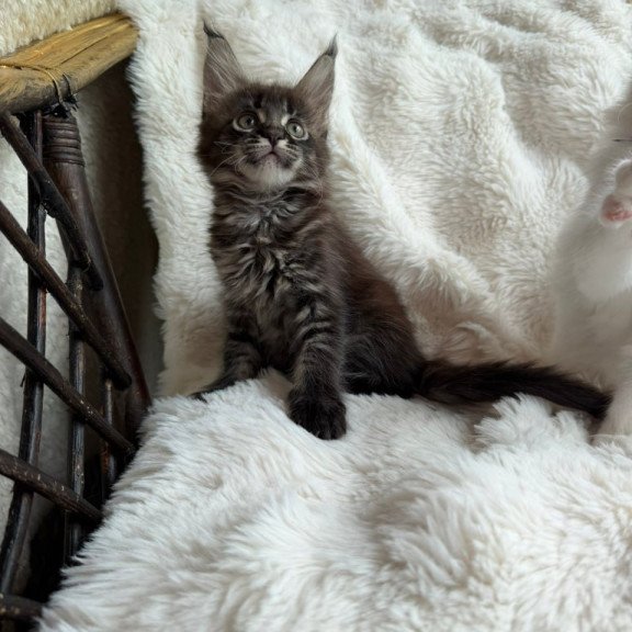 Maine Coon Ursula