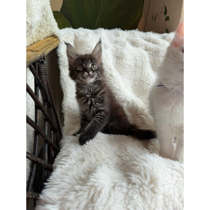 Maine Coon Ursula