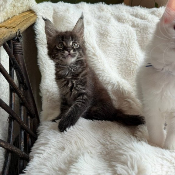 Maine Coon Ursula