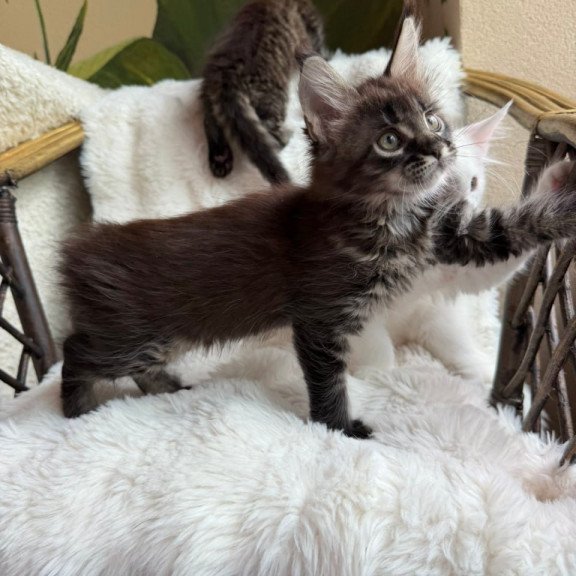 Maine Coon Ursula
