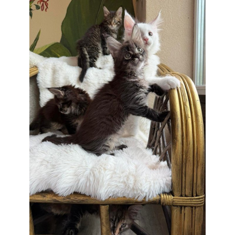 Maine Coon Ursula