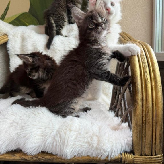 Maine Coon Ursula