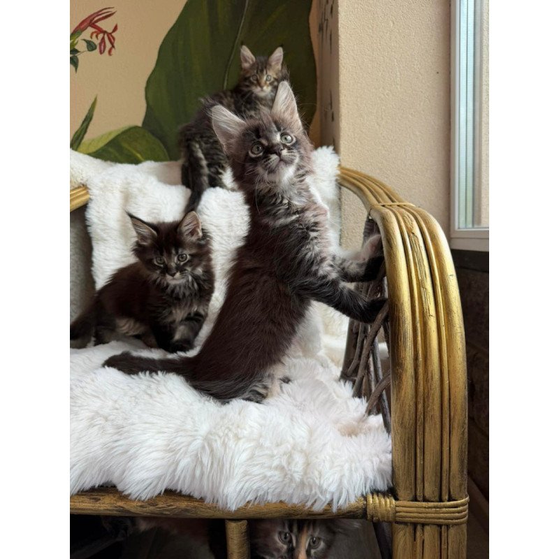 Maine Coon Ursula