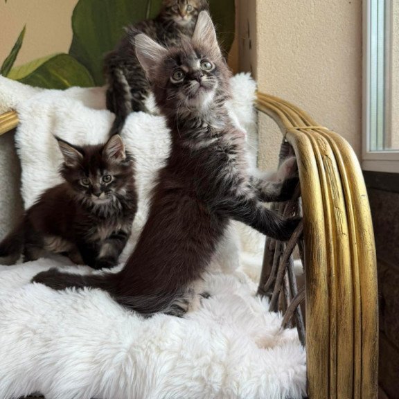 Maine Coon Ursula