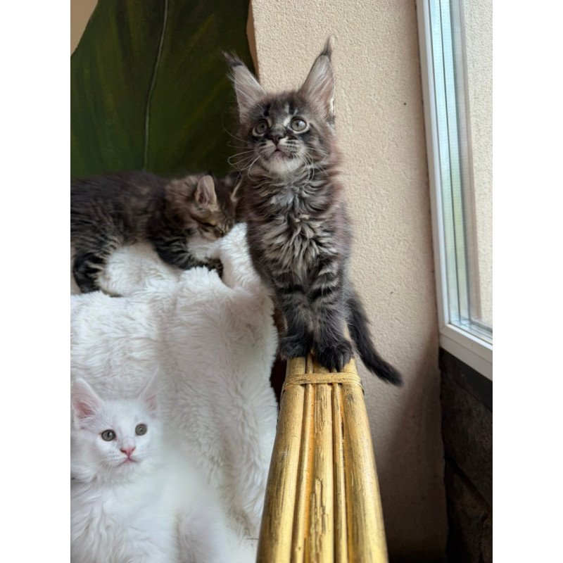 Maine Coon Ursula