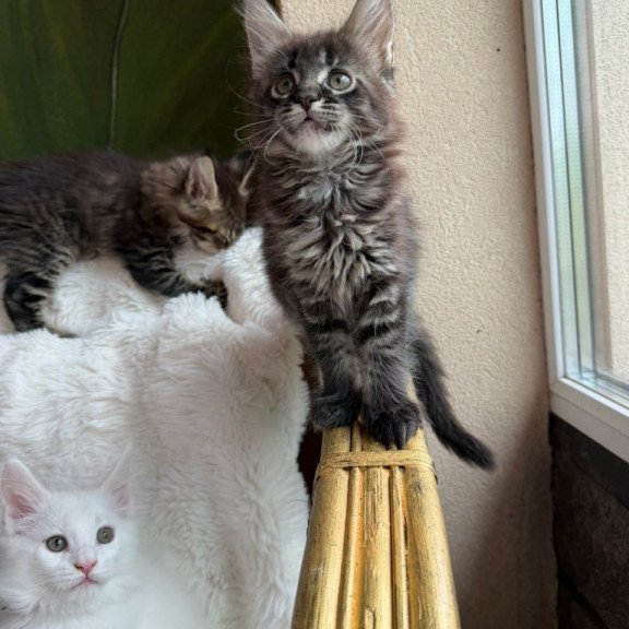 Maine Coon Ursula