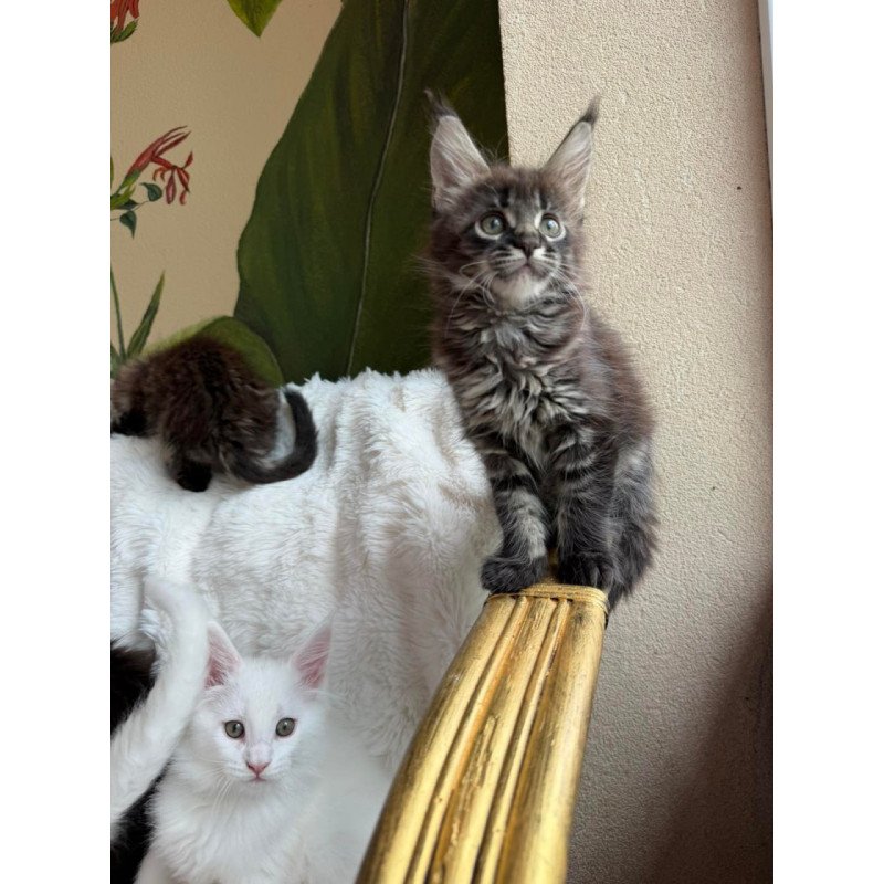 Maine Coon Ursula