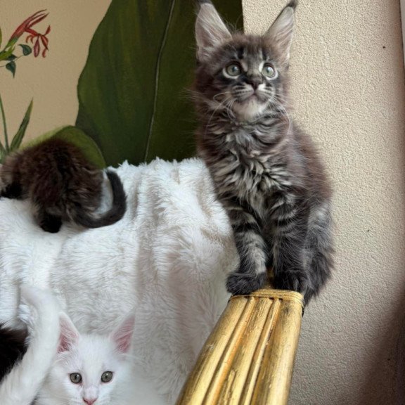 Maine Coon Ursula
