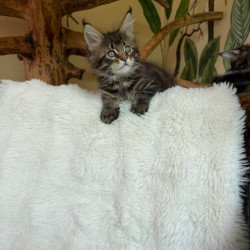 Maine Coon Ulfred