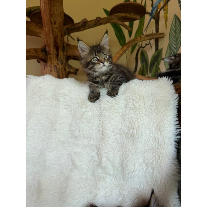 Maine Coon Ulfred