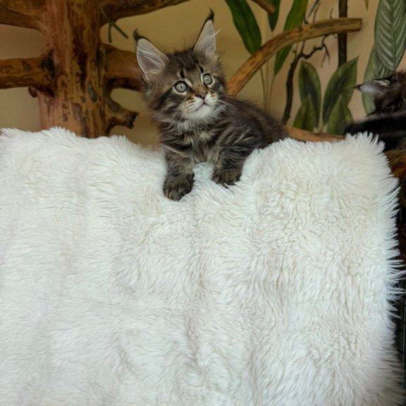 Maine Coon Ulfred