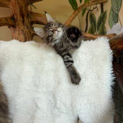 Maine Coon Ulfred