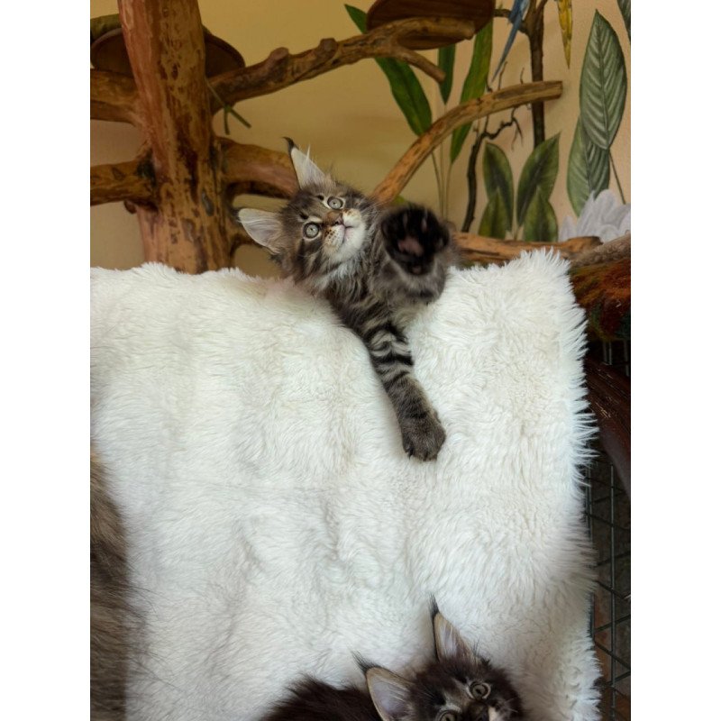 Maine Coon Ulfred