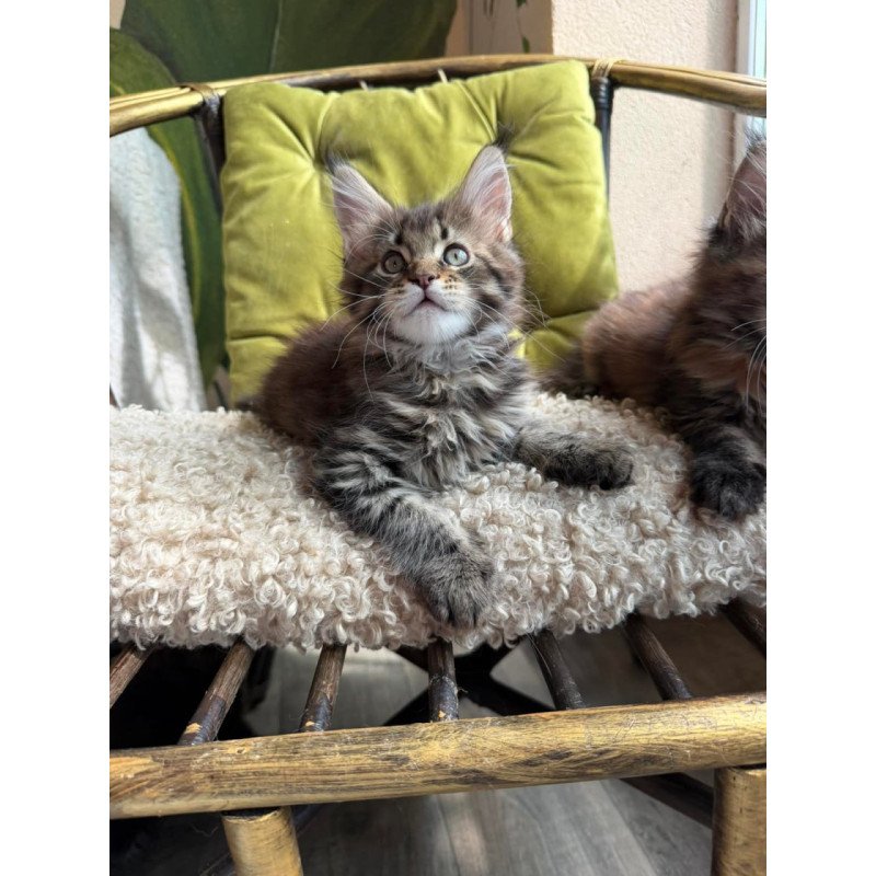 Maine Coon Ulfred