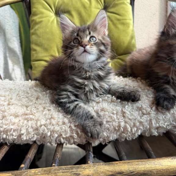 Maine Coon Ulfred