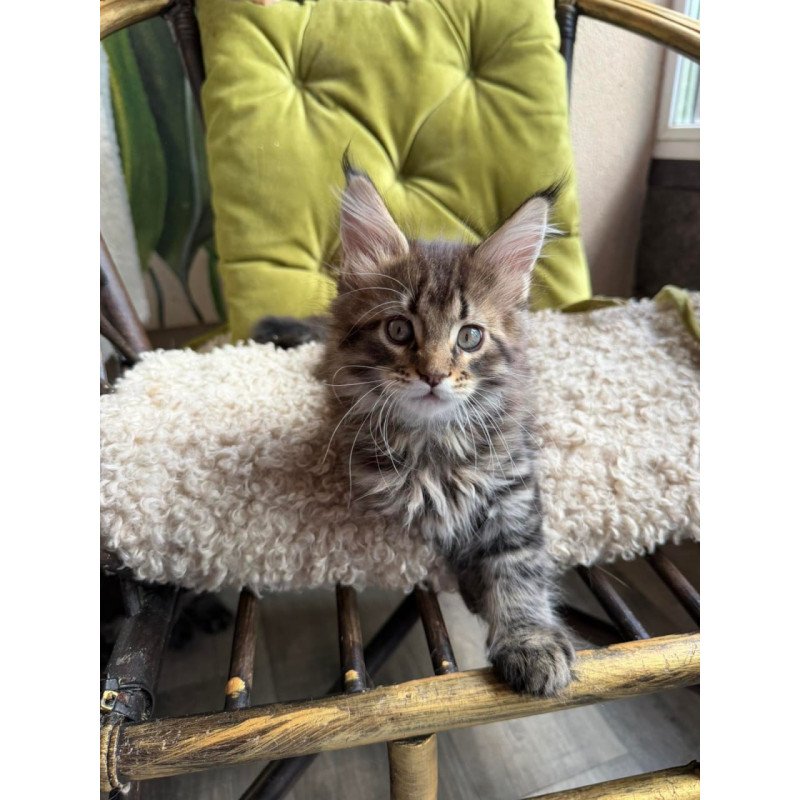 Maine Coon Ulfred