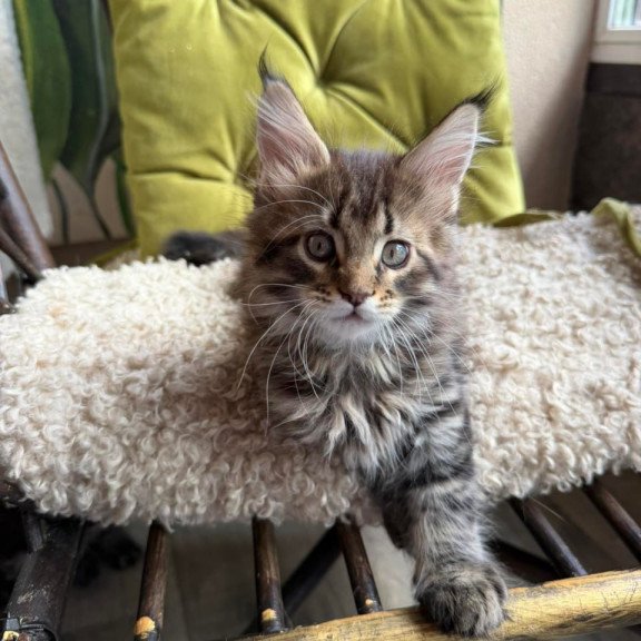 Maine Coon Ulfred