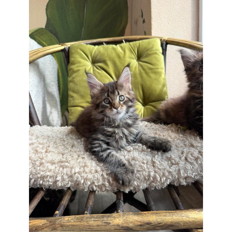 Maine Coon Ulfred