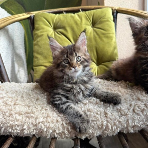 Maine Coon Ulfred