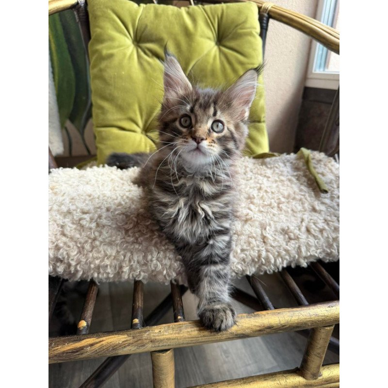 Maine Coon Ulfred